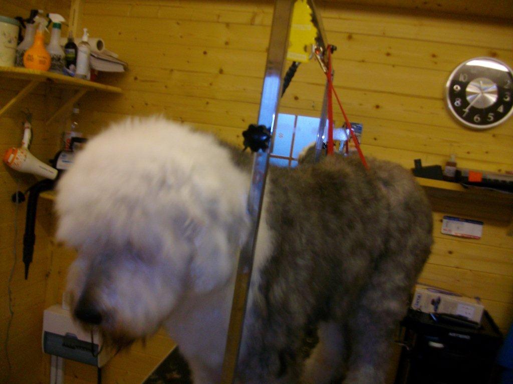 Grooming