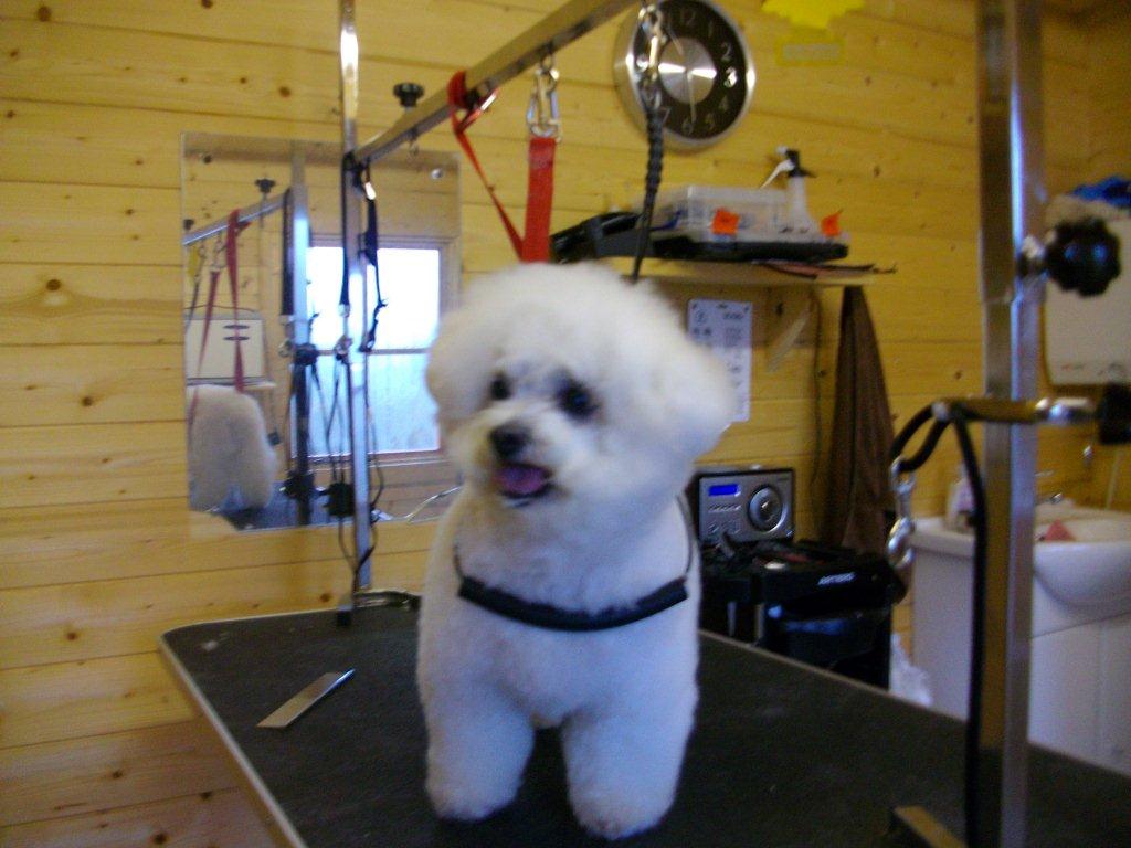 Grooming