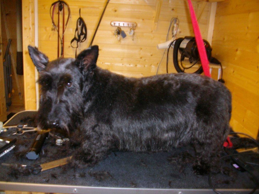 Grooming